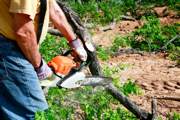 The Steps Involved in Our Tree Care Process in Hayden, ID